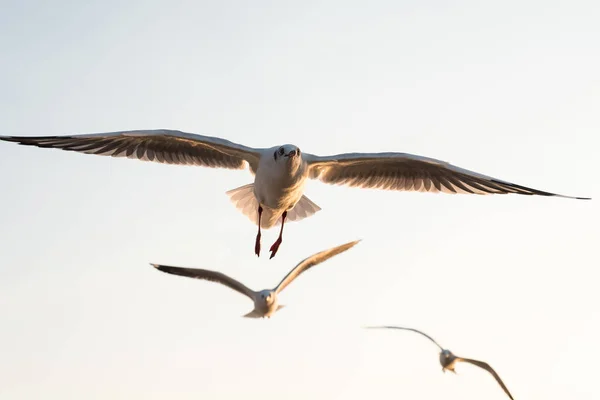 カモメは夕方の光の中で空を飛ぶために翼を広げた — ストック写真