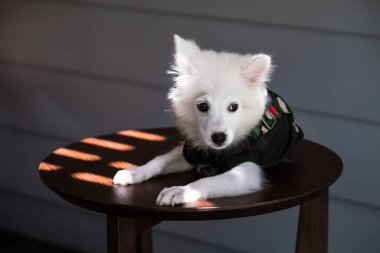 Kamuflaj kıyafetli genç Japon Spitz ahşap masaya uzandı..