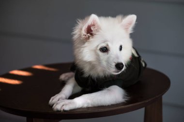 Genç Japon Spitz ahşap masaya uzandı..