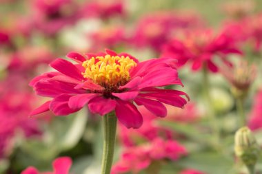 Pembe Zinnia tropik bahçede çiçek açıyor..