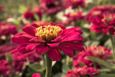 Pembe Zinnia tropik bahçede çiçek açıyor..