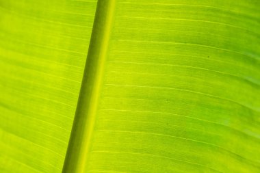 Arkaplan ışığı altında muz yaprağının arkaplan dokusu.