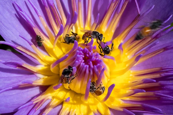 Rosafarbene Lotusblüte Und Die Biene Teich — Stockfoto