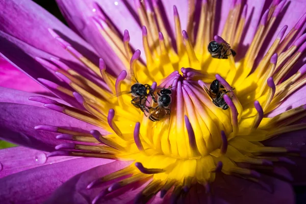 Pink Lotus Flower Blooming Bee Pond — Stock Photo, Image