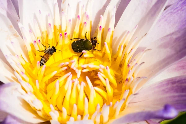 Weiße Lotusblume Blüht Und Insekt Teich — Stockfoto