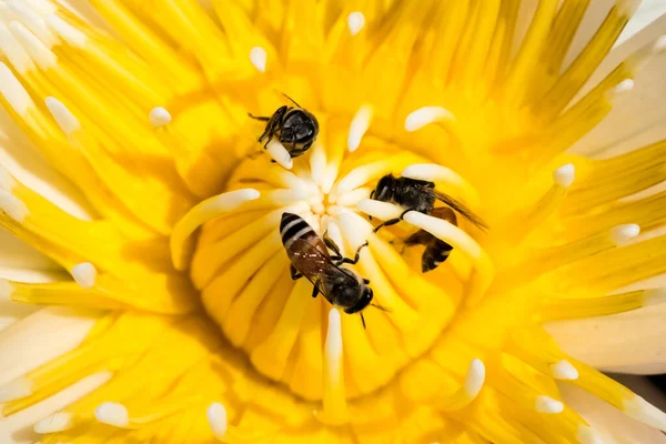 Weiße Lotusblume Blüht Und Die Biene Teich — Stockfoto