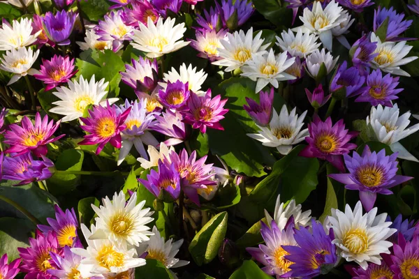 Color Lotus Flower Blooming Pond — Stock Photo, Image