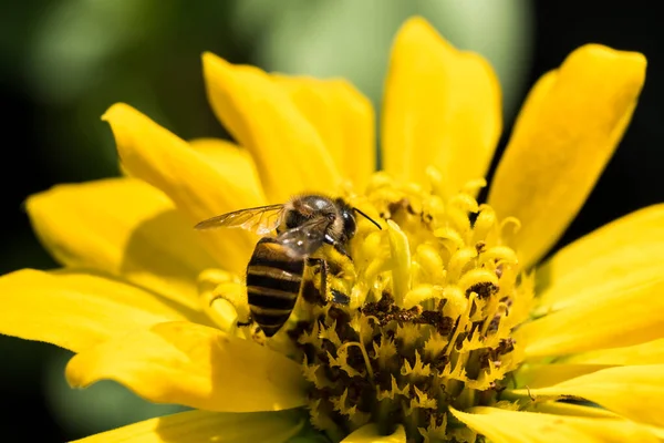 Die Biene Frisst Nektar Aus Zinnia Pollen — Stockfoto