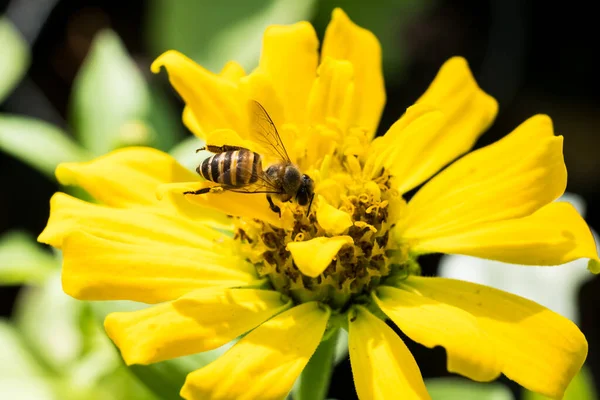 Die Biene Frisst Nektar Aus Zinnia Pollen — Stockfoto