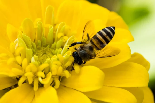 Die Biene Frisst Nektar Aus Zinnia Pollen — Stockfoto