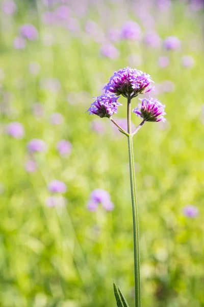 Квітка Вербена Бонарієкс Цвіте Ботанічному Саду — стокове фото