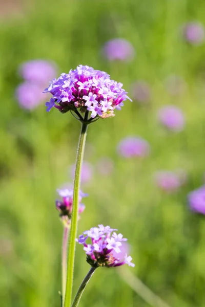 Verbena Bonariensis Fiore Che Fiorisce Nell Orto Botanico — Foto Stock