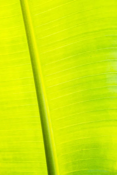 Tekstura Tła Liści Banana Pod Podświetleniem — Zdjęcie stockowe