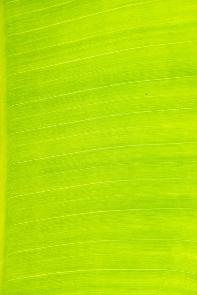 Tekstura Tła Liści Banana Pod Podświetleniem — Zdjęcie stockowe