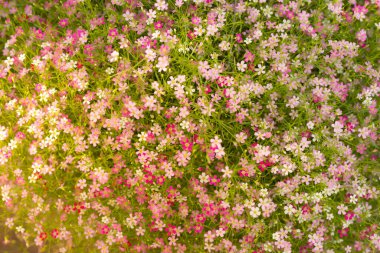 Renkli güzel pastel çiçeğin arka planı..