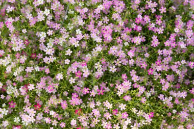 Renkli güzel pastel çiçeğin arka planı..