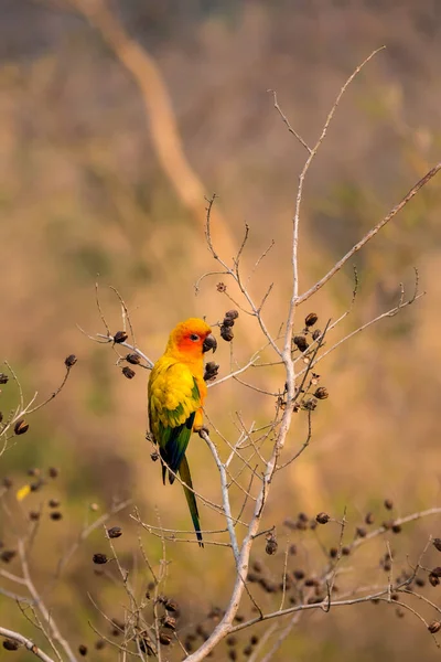 Słońce Conure Papuga Jest Gałęzi Wysokim Drzewie Znaleźć Jedzenie — Zdjęcie stockowe