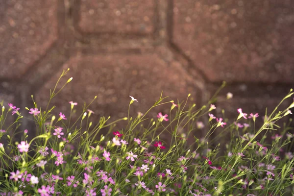 Фон Красивої Крихітної Пастельної Квітки — стокове фото