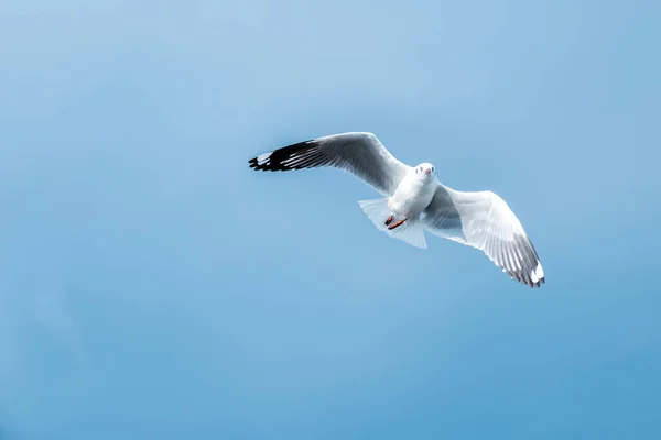 Martı Mavi Gökyüzünde Uçmak Için Kanatlarını Açar — Stok fotoğraf