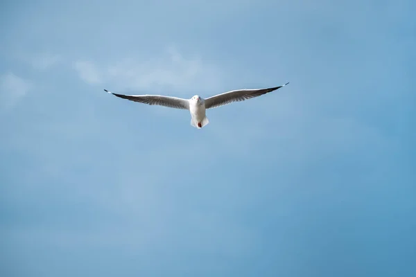 青い空を飛ぶように羽を広げるカモメ — ストック写真