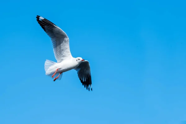 カモメが青い空を飛んでいる — ストック写真