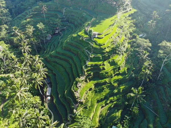 Terrazas Arroz Bali Creado Por Cámara Dji — Foto de Stock