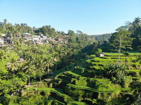 Balines Terrazas Arroz Creado Por Cámara Dji — Foto de Stock