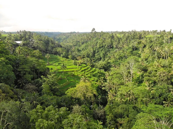 Terrazas Arroz Tegalalang Bali — Foto de Stock