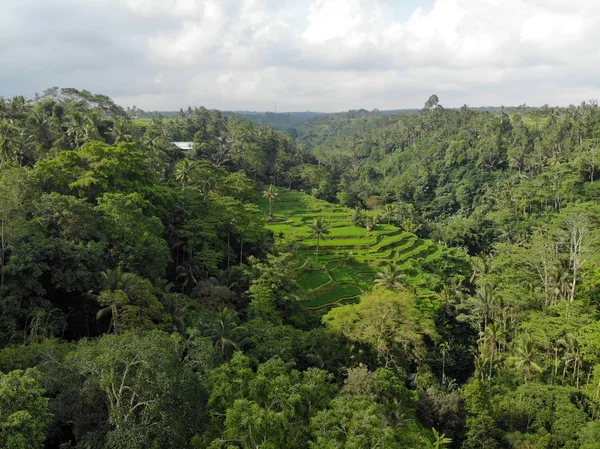 Terrazas Arroz Tegalalang Bali — Foto de Stock