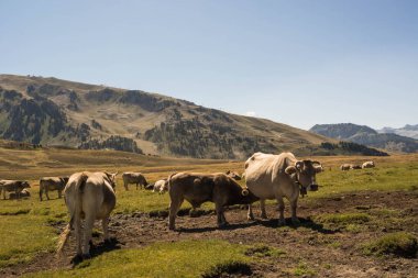 Gün batımında arka planda inekler ile yüksek irtifa vadi.