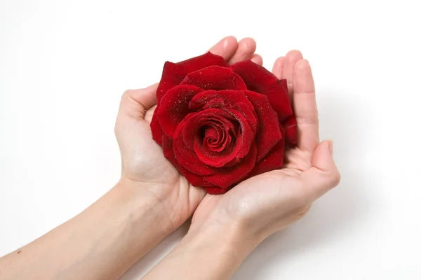 female hand holding rose flower on white background