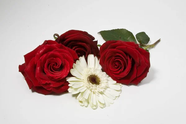 玫瑰和白色洋甘菊查出在白色 — 图库照片
