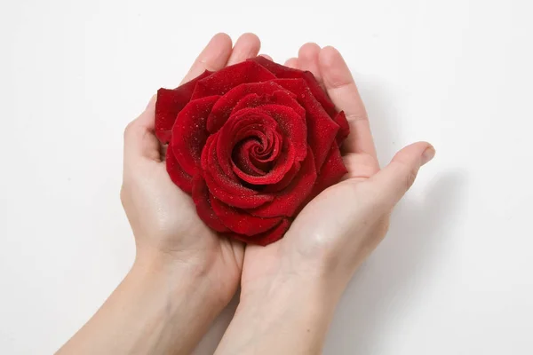 Piękna Czerwona Róża Ręce Kobiece Kobieta Białym Tle — Zdjęcie stockowe