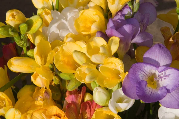 Incredibile Fioritura Fiori Colorati — Foto Stock