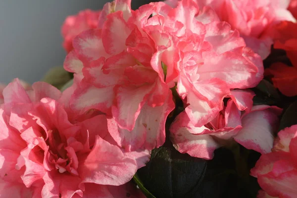 Niesamowite Kwitnące Kwiaty Kolorowe — Zdjęcie stockowe