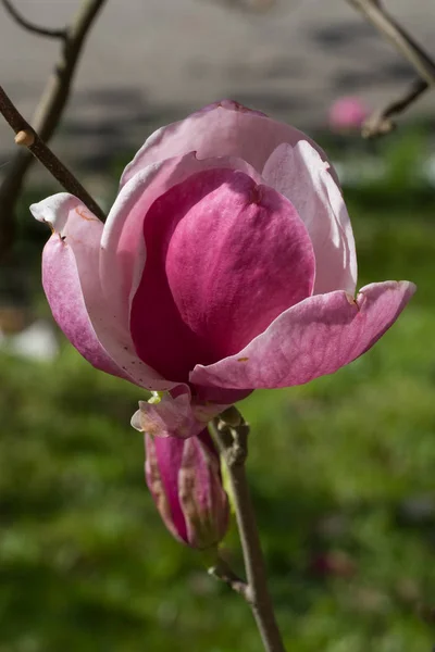 Niesamowity Kolorowy Kwiat Kwitnący — Zdjęcie stockowe