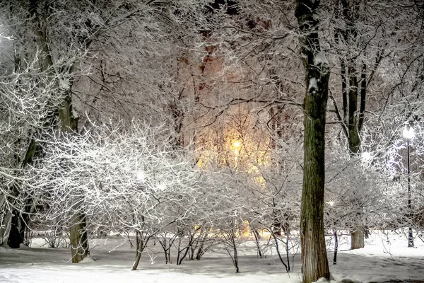 Beautiful Frosty Winter Scenery Park — Stock Photo, Image