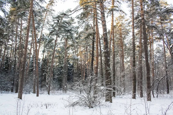 Une Belle Forêt Hiver Tranquille — Photo