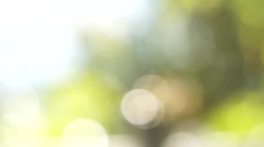 Bokeh etkisi ile ufuk bulanık yeşil ağaç hareketli arka plan