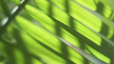 Bokeh etkisi ile ufuk bulanık yeşil ağaç hareketli arka plan