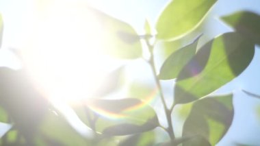 Bokeh etkisi ile ufuk bulanık yeşil ağaç hareketli arka plan