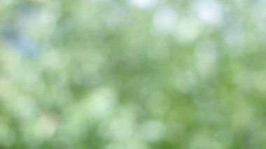 Bokeh etkisi ile ufuk bulanık yeşil ağaç hareketli arka plan