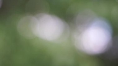Bokeh etkisi ile ufuk bulanık yeşil ağaç hareketli arka plan