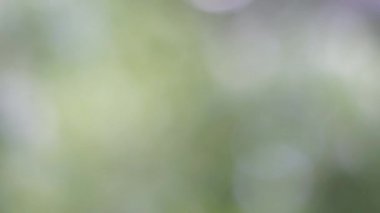 Bokeh etkisi ile ufuk bulanık yeşil ağaç hareketli arka plan