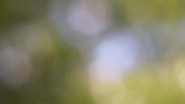 Bokeh etkisi ile ufuk bulanık yeşil ağaç hareketli arka plan