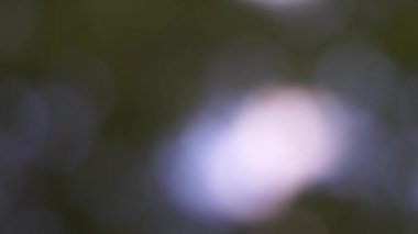 Bokeh etkisi ile ufuk bulanık yeşil ağaç hareketli arka plan