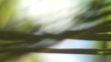 Bokeh etkisi ile ufuk bulanık yeşil ağaç hareketli arka plan