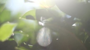 Bokeh etkisi ile ufuk bulanık yeşil ağaç hareketli arka plan