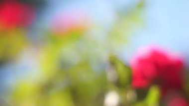 Bokeh etkisi ile ufuk bulanık yeşil ağaç hareketli arka plan