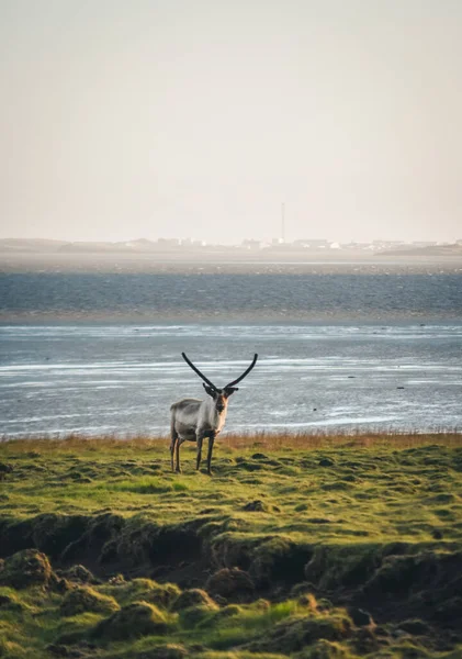 Güneydoğu İzlanda 'nın güzelliği. Adanın etrafını dolaş. Yolculuk.
